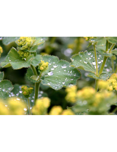 Alpine Lady's-Mantle organic mother tincture drops or spray | ALCHEMILLA ALPINA BIO