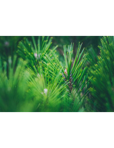 Alpine Stone Pine organic mother tincture drops or spray...