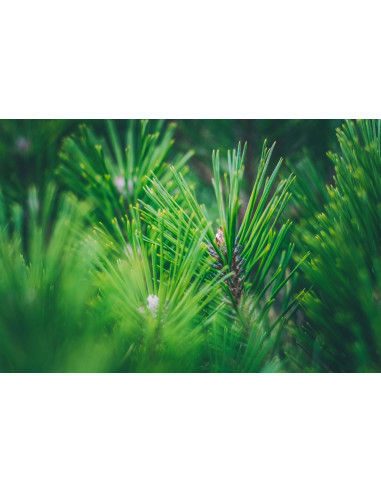 Alpine Stone Pine organic mother tincture drops...