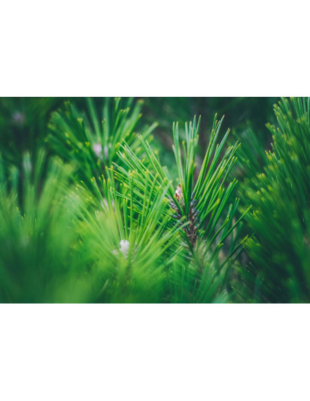 Alpine Stone Pine organic mother tincture drops or spray | PINUS CEMBRA BIO