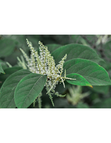 Poligono Giapponese bio tintura madre gocce o...