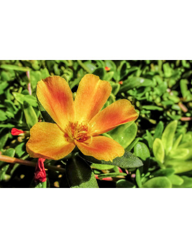 Purslane organic mother tincture | PORTULACA...