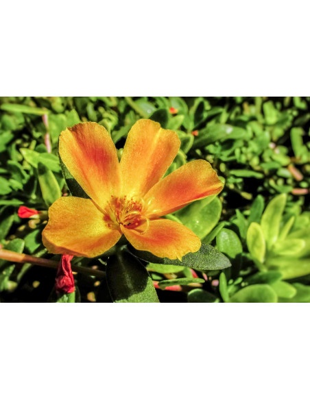 Purslane organic mother tincture | PORTULACA OLERACEA BIO