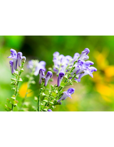 Scutellaria bio tintura madre gocce o spray |...