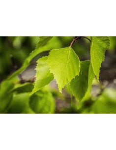 European Moor Birch organic mother tincture drops or...