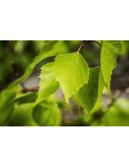 Betulla bio tintura madre gocce o spray | BETULA PUBESCENS BIO