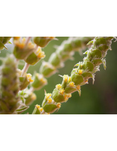 Ironwort Greek Olymp Mountain Tea organic mother tincture...