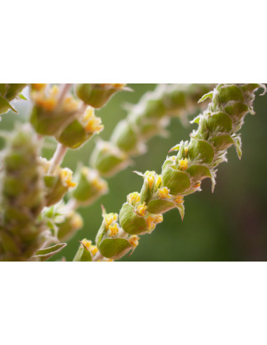 Siderite Té Greco Olimpico bio tintura madre...