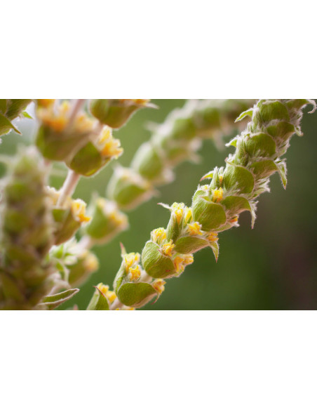 Siderite Té Greco Olimpico bio tintura madre gocce o spray | SIDERITIS SCARDICA BIO