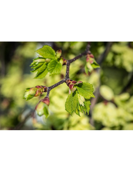 Feldulme Bio Gemmotherapie Knospenextrakt Tropfen o. Spray | ULMUS MINOR BIO