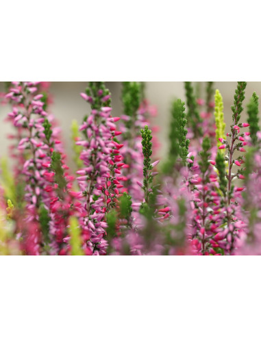 Common Heather Wild Erica organic gemmotherapy...