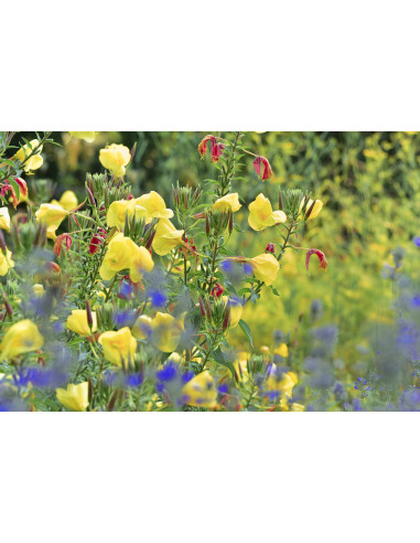 MORGENDUFT Rita's Blumen- und Kräutertee am...