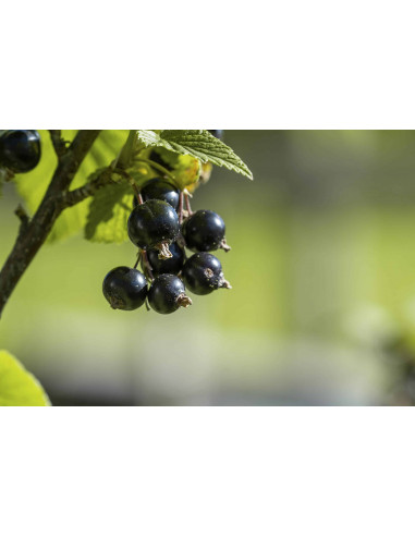 FIT IN AUTUMN GEMMO BUNDLE - Selected buds...