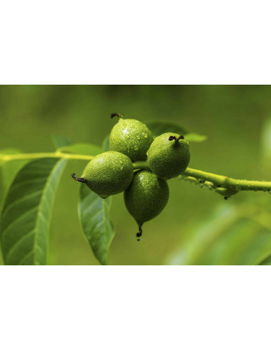 FIT IN AUTUMN GEMMO BUNDLE - Selected buds...