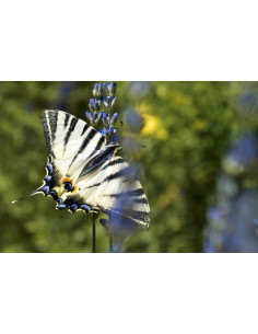 GOOD EVENING Rita's flower and herbal infusion from the...