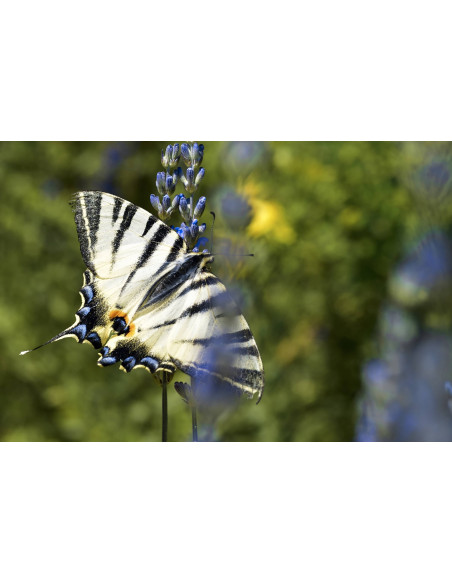 GOOD EVENING Rita's flower and herbal infusion from the Dürer trail