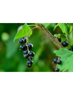 RIBES+ Plus Liposomale Schwarze Johannisbeere + Gemmo