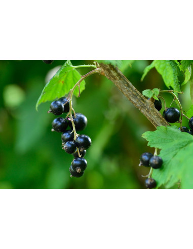 RIBES+ Plus Liposomale Schwarze Johannisbeere +...