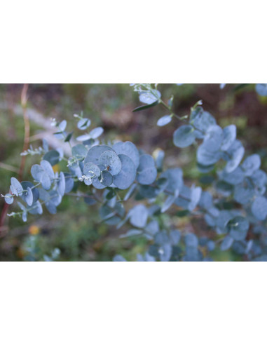 Eucalipto Blu bio tisane piramidali