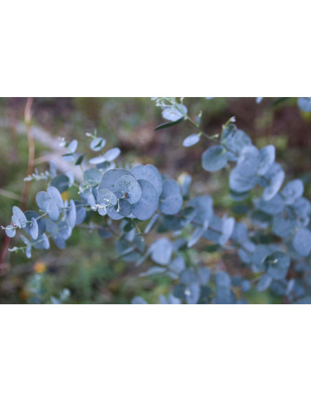 Eucalipto Blu bio tisane piramidali