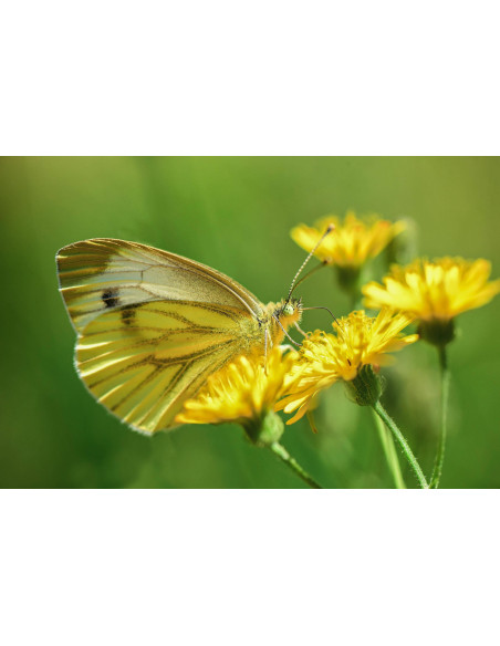 Tarassaco radice bio polvere superfood vagliata o macinata fine | TARAXACUM OFFICINALE BIO