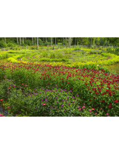 DÜRERMISCHUNG Rita's Blumen- und Kräutertee am Dürerweg