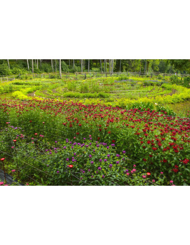 DÜRERMISCHUNG Rita's Blumen- und Kräutertee am...