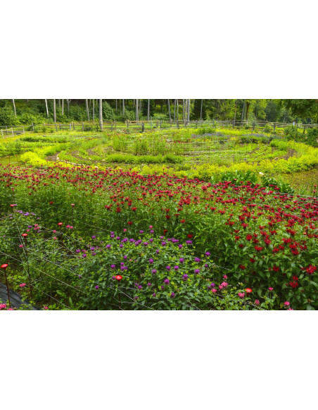 DÜRERMISCHUNG Rita's Blumen- und Kräutertee am Dürerweg