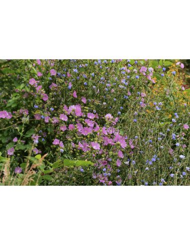 DOLCE SERENATA Tisana dei fiori di Rita sul sentiero del Dürer
 Peso erbe e tisane-25 g