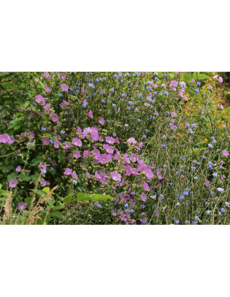 GUTE LAUNE MISCHUNG Rita's Blumen- und Kräutertee am Dürerweg