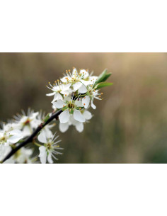 CARDIO VITAL GEMMO BUNDLE - Ausgewählte Knospen für das... 2