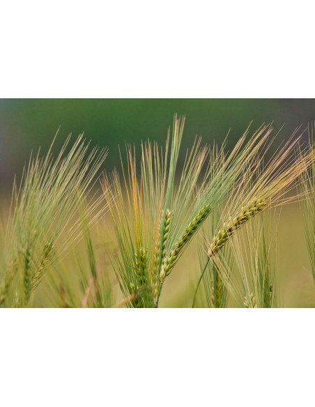 Avena Comune bio tintura madre gocce o spray | AVENA SATIVA BIO