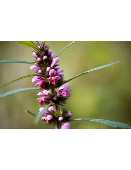 CARDIO VITAL GEMMO BUNDLE - Ausgewählte Knospen für das Herz und den Kreislauf mit Literatur von Peter Emmrich