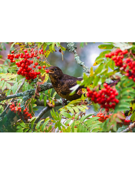Sorbo degli Uccellatori bio tintura madre gocce o spray | SORBUS AUCUPARIA BIO