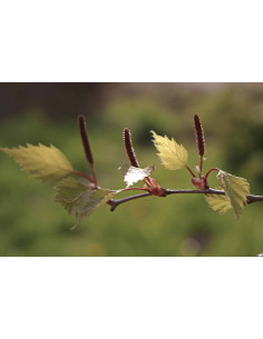 POSTCOV GEMMO BUNDLE - Ausgewählte Knospen zur... 2