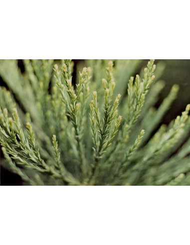 POSTCOV GEMMO BUNDLE  - Gemme selezionate per...