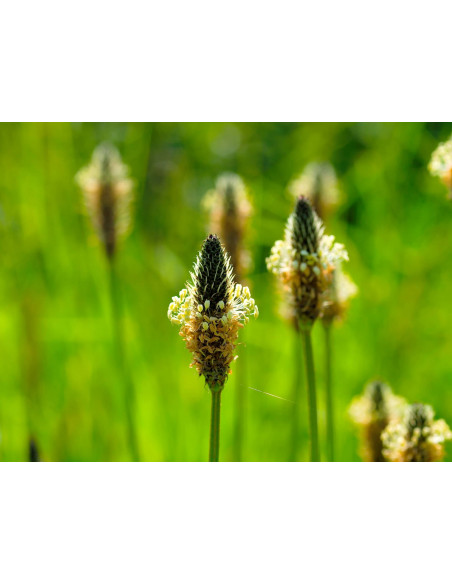 Rita's Alpen-Spitzwegerich Husten-Sirup | PLANTAGO COMPLEX