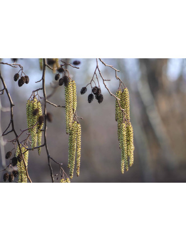 CLEAR VIEW GEMMO BUNDLE - Selected buds for eye...