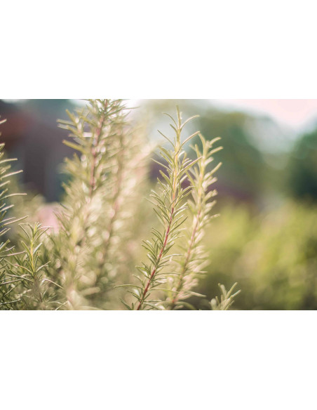 CLEAR VIEW GEMMO BUNDLE - Selected buds for eye health with books of specialist Peter Emmrich