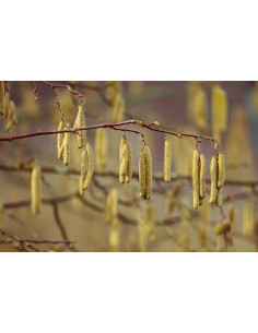 ALLERGO FREE GEMMO BUNDLE - Ausgewählte Knospen zur... 2