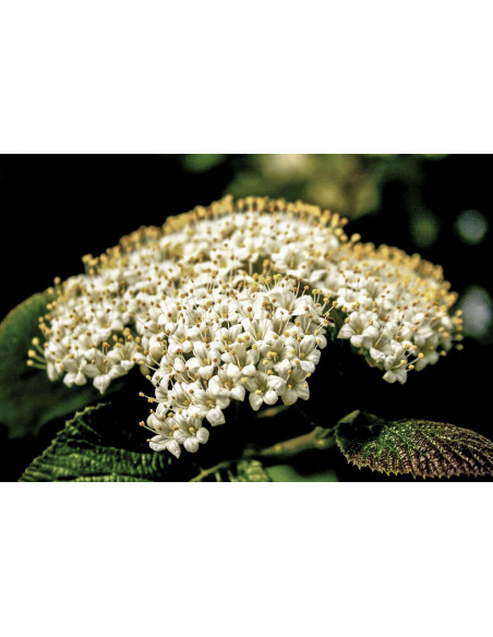 ALLERGO FREE GEMMO BUNDLE - Ausgewählte Knospen zur Unterstützung bei Allergien und Asthma mit Literatur von Peter Emmrich