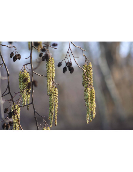 ALLERGO FREE GEMMO BUNDLE - Ausgewählte Knospen zur Unterstützung bei Allergien und Asthma mit Literatur von Peter Emmrich