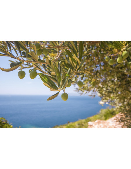 Olivastro selvatico bio tintura madre gocce o spray | OLEA OLEASTER BIO