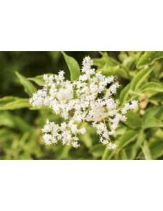 Black elderberry organic mother tincture drops or spray |...