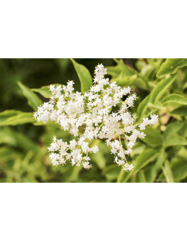 Sambuco bio tintura madre gocce o spray |...