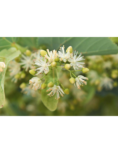 FEEL GOOD GEMMO BUNDLE - Ausgewählte Knospen...