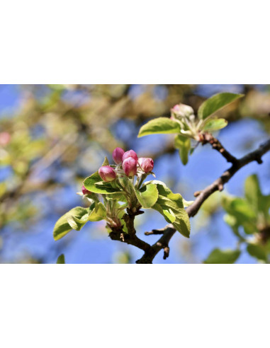 FEEL GOOD GEMMO BUNDLE - Ausgewählte Knospen...