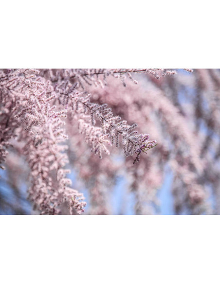 LIVER SUPPORT GEMMO BUNDLE - Gemme selezionate per rafforzare il fegato e la cistifellea con libri del Dr. Peter Emmrich