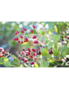 FEMME VITAL GEMMO BUNDLE - Ausgewählte Knospen für die... 2