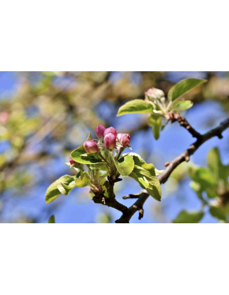 FEMME VITAL GEMMO BUNDLE - Selected buds for women's health and the menopause with books by specialist Peter Emmrich